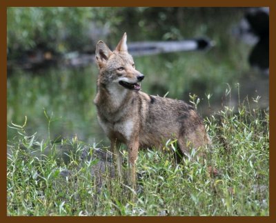 coyote 10-6-07 4c13b.jpg