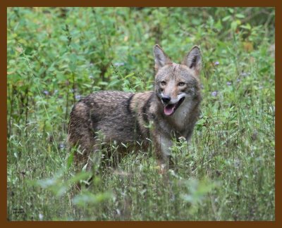 coyote 10-6-07 4c8b.jpg