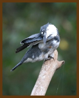 belted-kingfisher 10-8-07 4c6b.jpg