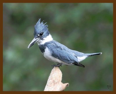 belted-kingfisher 10-7-07 4c4b.jpg