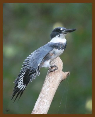 belted-kingfisher 10-8-07 4c4b.jpg