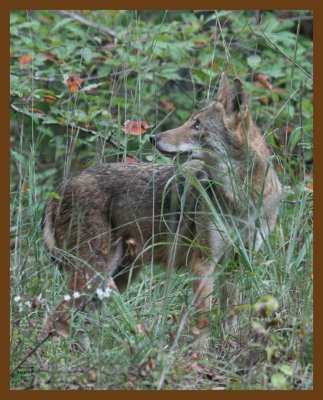 coyote 10-6-07 4c2b.jpg