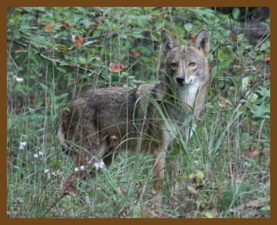 coyote 10-6-07 4c3b.jpg