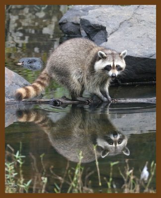 raccoon 10-7-07 4c3b.jpg