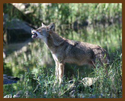 coyote 10-10-07 4c3b.jpg