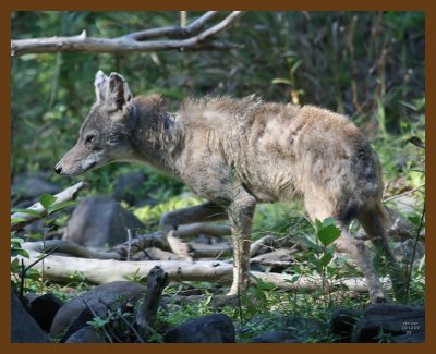 coyote 10-12-07 4c3b.jpg