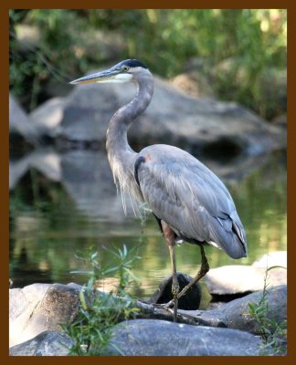 heron-great blue 10-1-07 4c2b.jpg