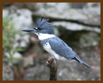 belted-kingfisher 10-8-07 4c1b.jpg