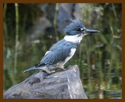 belted-kingfisher 10-1-07 4c2b.jpg