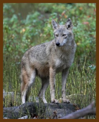 coyote 10-16-07 4c3b.jpg