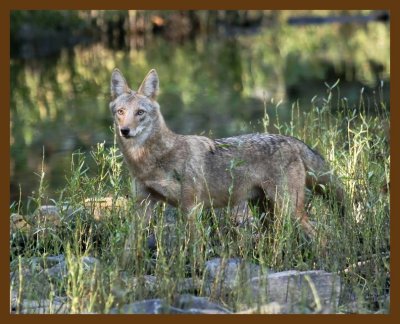 coyote 10-13-07 4c5b.jpg