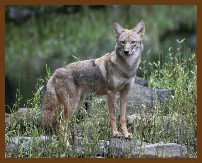 coyote 10-15-07 4c2b.jpg