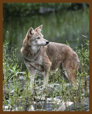 coyote 10-15-07 4c4b.jpg