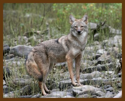 coyote 10-17-07 4c3b.jpg