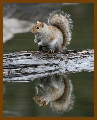 gray-squirrel 12-10-07 4c13b.jpg