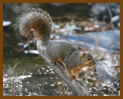 fox-squirrel 12-4-07 4c60b.jpg