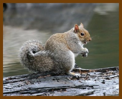 gray-squirrel 12-10-07 4c98b.jpg