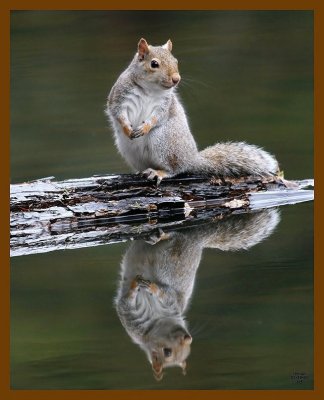 gray-squirrel 12-10-07 4c45b.jpg