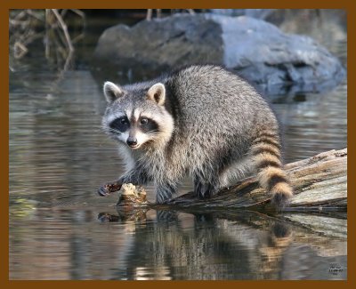 raccoon 12-8-07 4c20b.jpg
