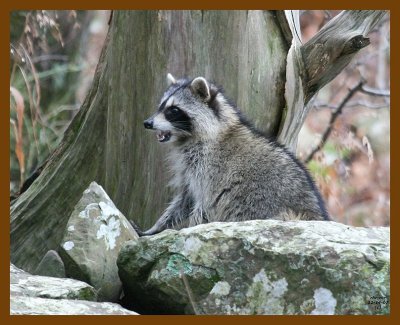 raccoon 12-14-07 4c39b.jpg
