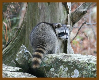 raccoon 12-14-07 4c37b.jpg