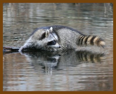 raccoon 12-8-07 4c45b.jpg