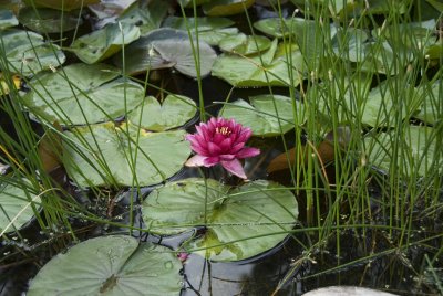 August 13th, 2007, Water Lily, DSC_3746 x.jpg