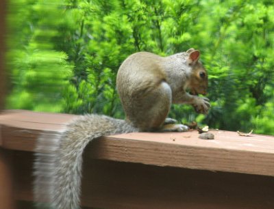 Rocky on the Porch