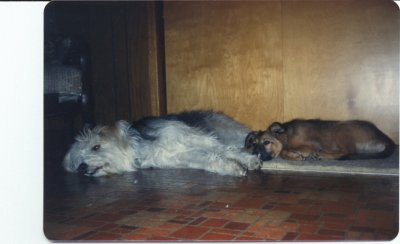 Puppies Rest