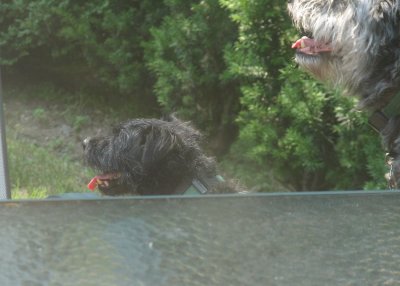 LilPup 6