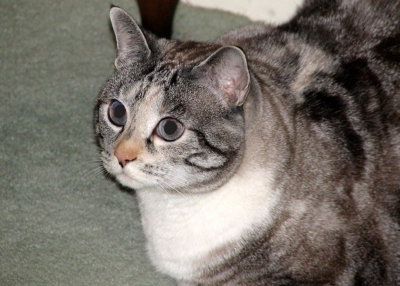 Mouse Got Here in July, 2003   Left us 8/5/2010
