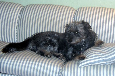 Jesse's Couch