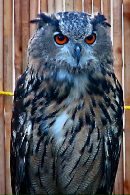 Owls CloseUp