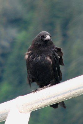 Some Bird From Juneau, AK