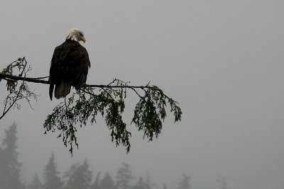 Another Alaskan Eagle