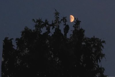 Evening Moon in the Backyard