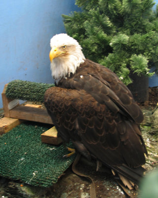 Eagle Rehab