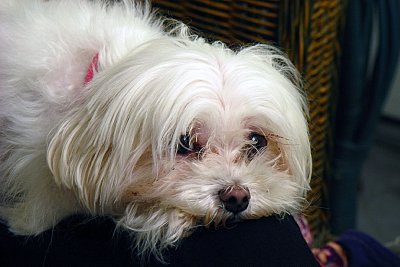 Izzy 3