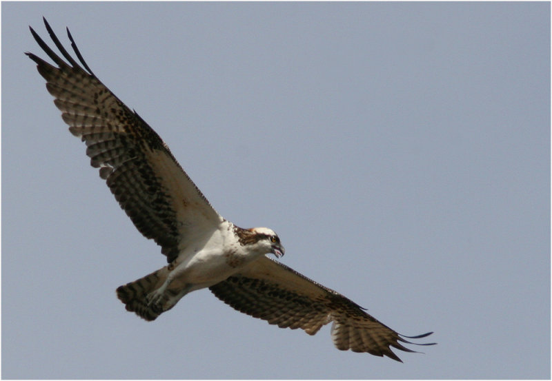 Osprey