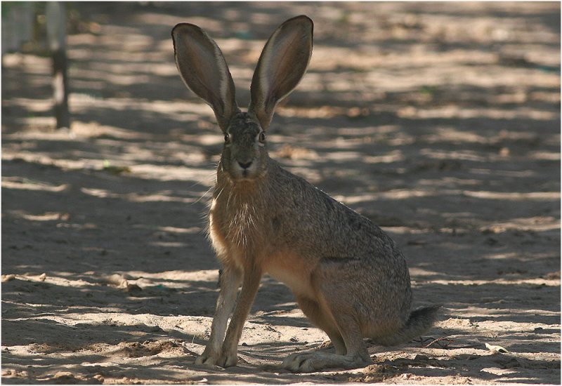 Black-tailed Jackrabbit