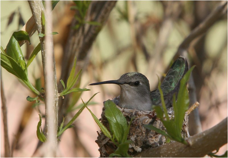 Hummingbird in Nest