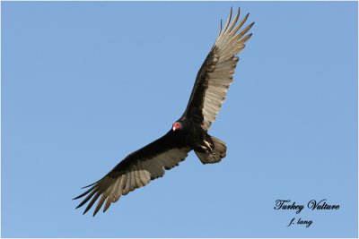 Turkey Vulture