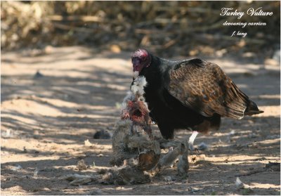Turkey Vulture devouring carrion
