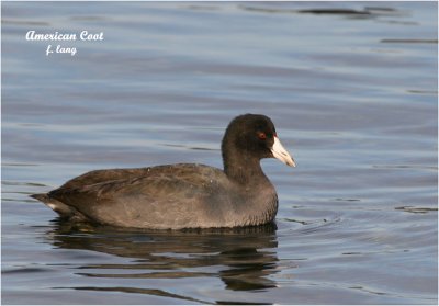 American Coot