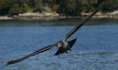 Heermann's Gull