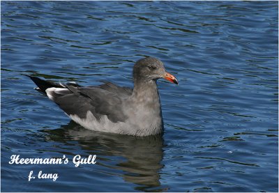 Heermann's Gull