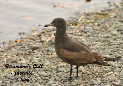 Heermann's Gull - Juvenile