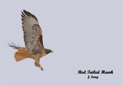 red-tailed_hawks