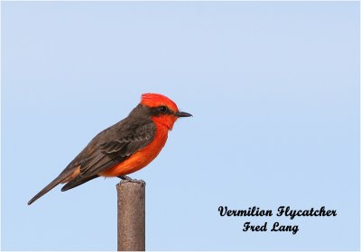 Vermilion Flycatcher