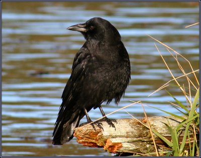 Northwestern Crow